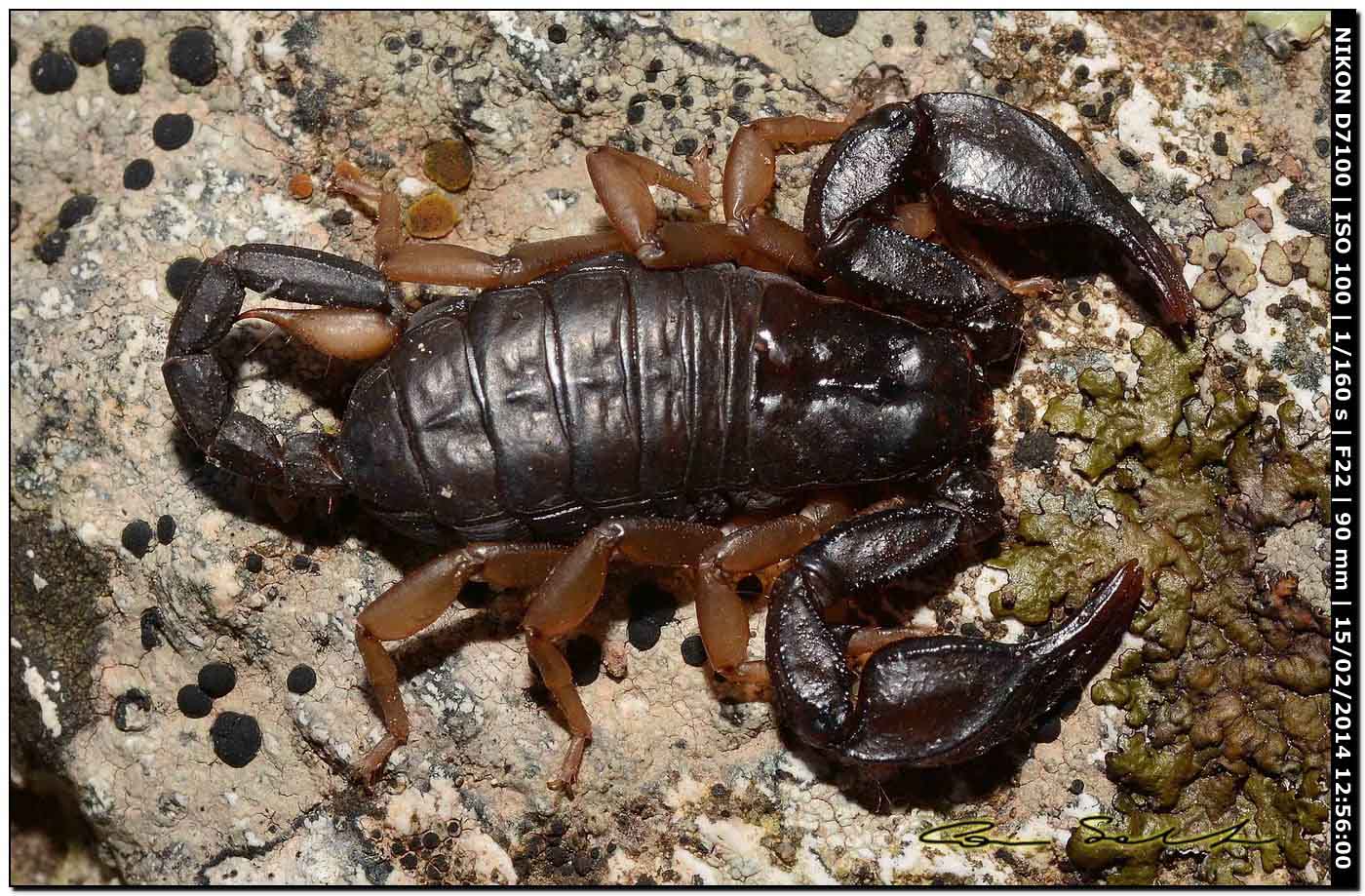 Euscorpius flavicaudis da Alghero (SS)